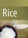 Rice雜志封面