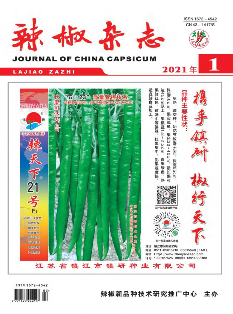 辣椒雜志封面